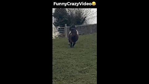 Mr FunnyCrazyVideo😂 Just Incredible Video Funny and Crazy #Like Follow for Follow 🥰