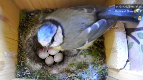 Blue Tit Mother Tries to Feed Her Chick for the First Time