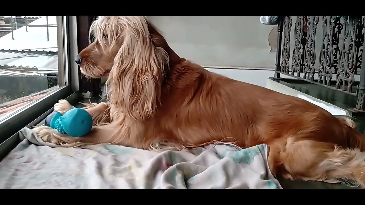 #dogshow , #animals ,, #dogs , #shorts