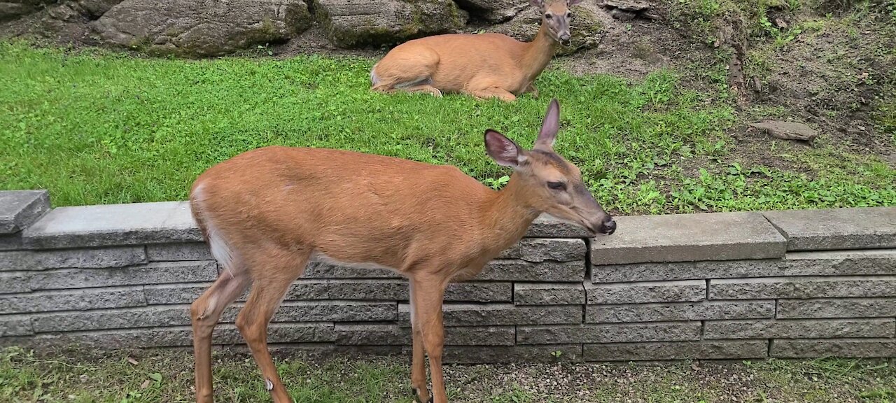 Deer chases deer off the property