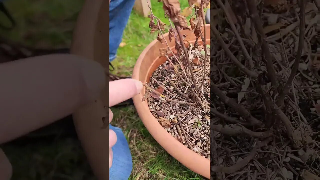 😮Before You Prune Potted Mums This Spring, Do This ✂️ #shorts