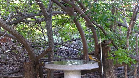 Baltimore Oriole visit