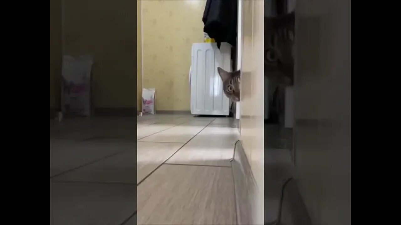 Cat on Happy Mood #short #ytshort #youtube