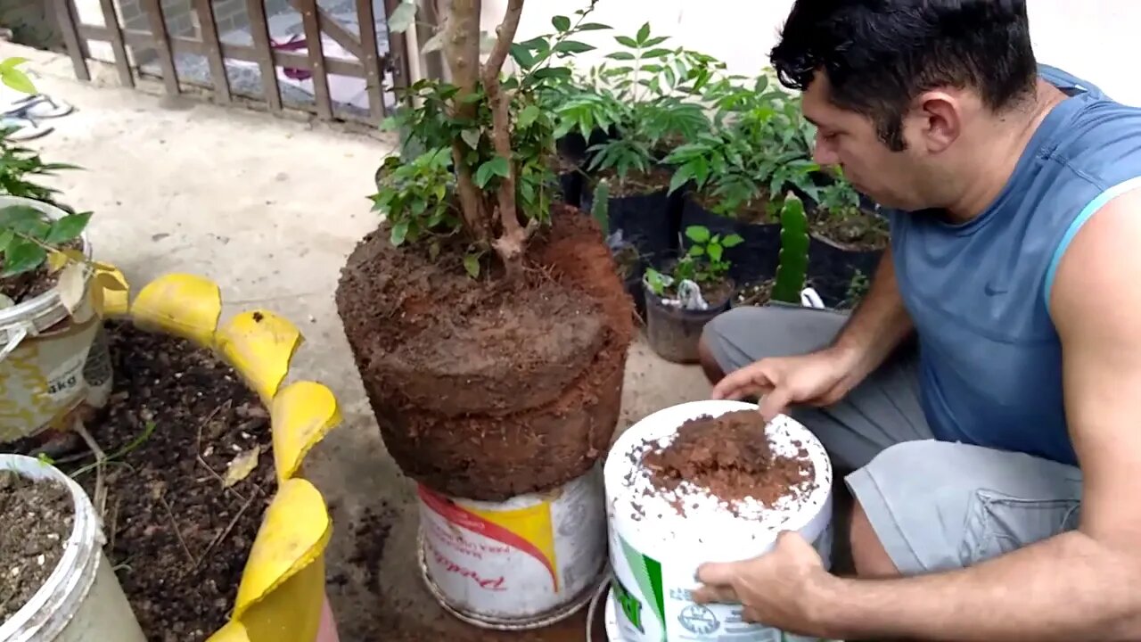 Incrível multiplicando pé de jabuticaba pela raiz simples e fácil vídeo 1