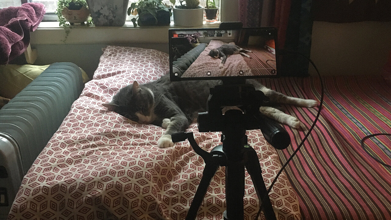 Cat sleeps through noisy vacuum cleaner