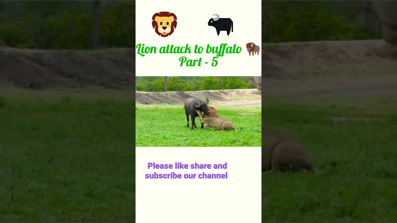 Lion attack to buffalo 🐃 part - 5