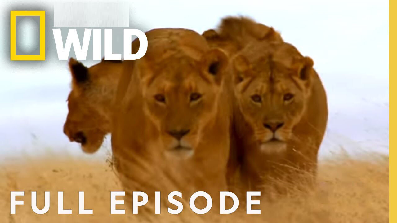 Pack Hunters (Full Episode) | World's Deadliest