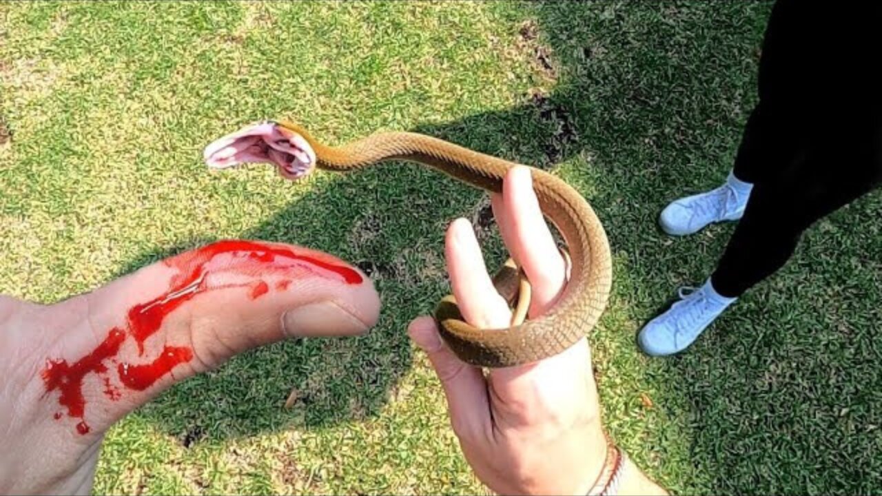 Snake Bites Me While Rescuing it!