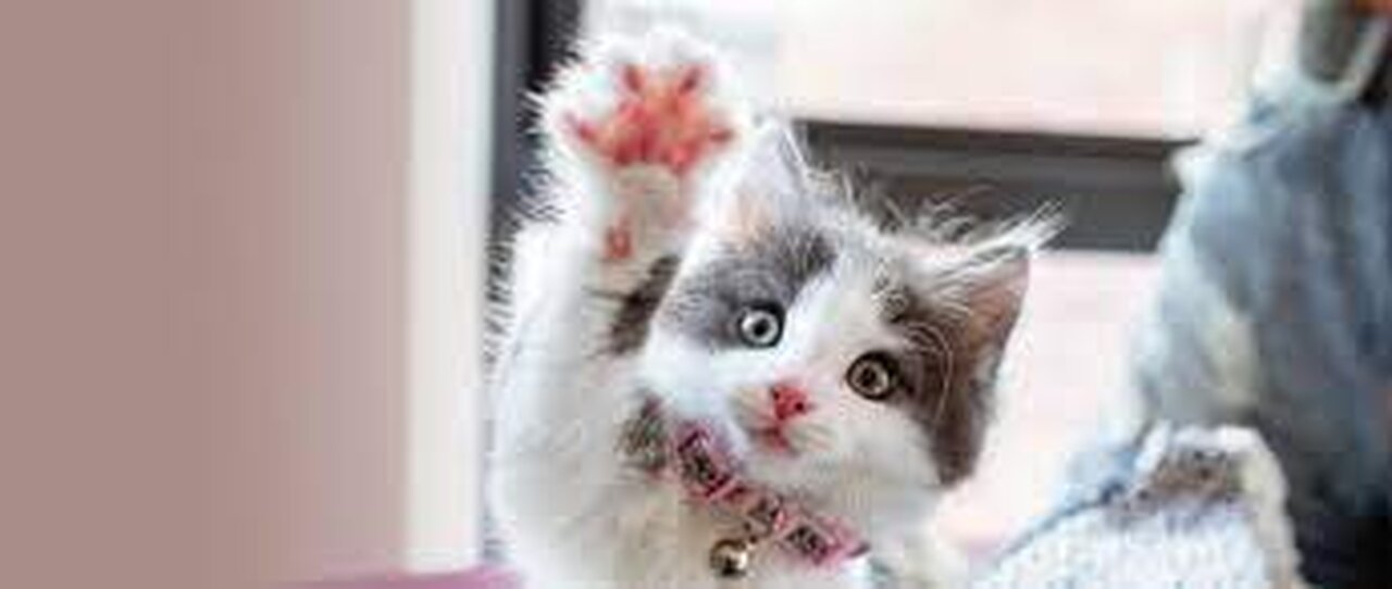 Funniest Animals 2023 π Best Funny Cats and Dogs πΊπΆ Part 26 | Cute