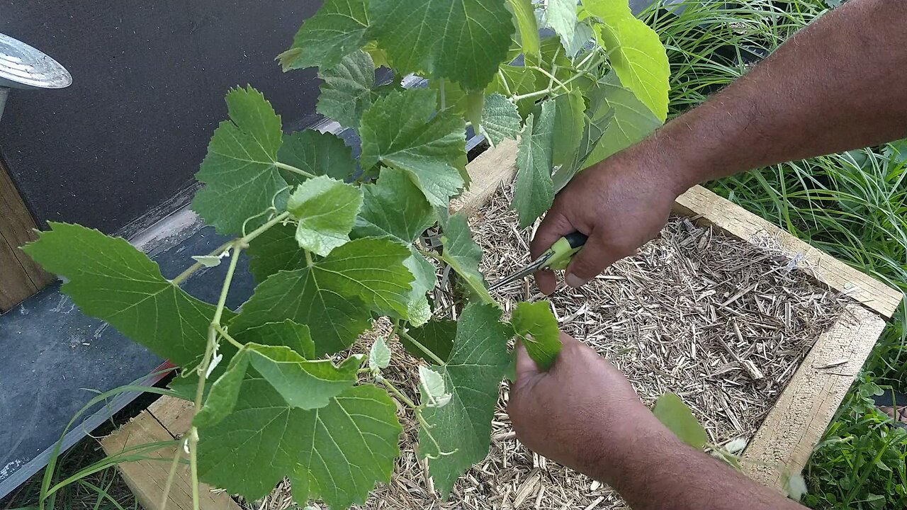 1st Year Grape Pruning