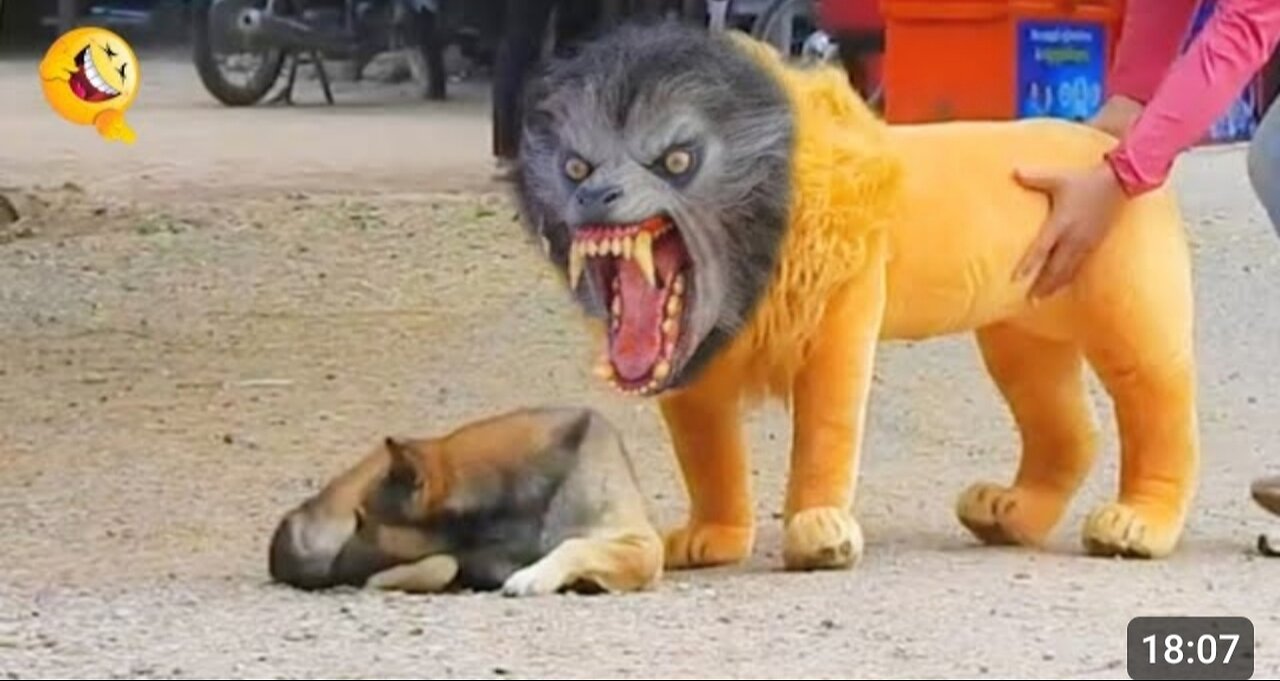 Troll Prank Dog Funny & fake Lion and Fake Tiger