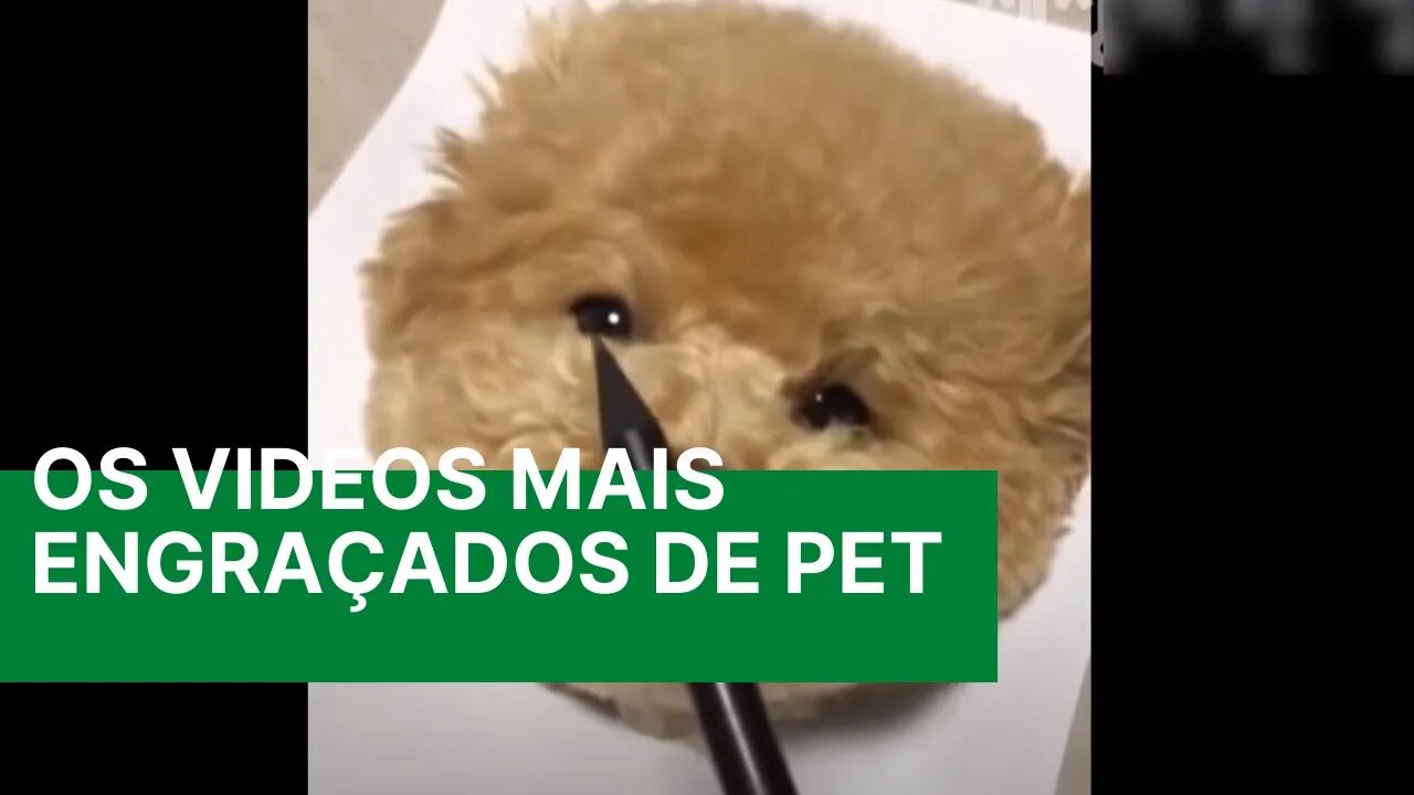 Os Videos Mais Engraçados de Pet - Video Story