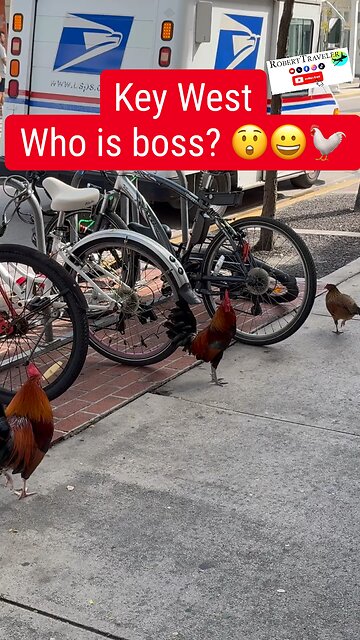 Key West Who is boss? 😲😀🐓 #keywest #florida #miami