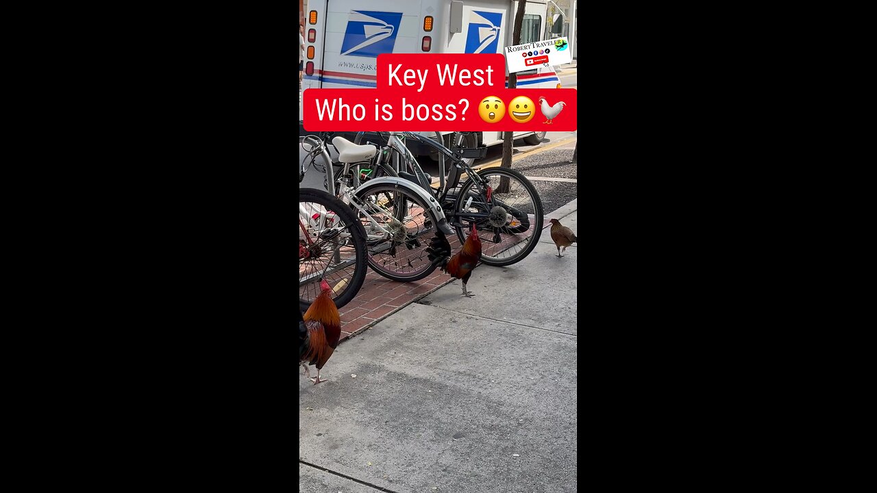 Key West Who is boss? 😲😀🐓 #keywest #florida #miami