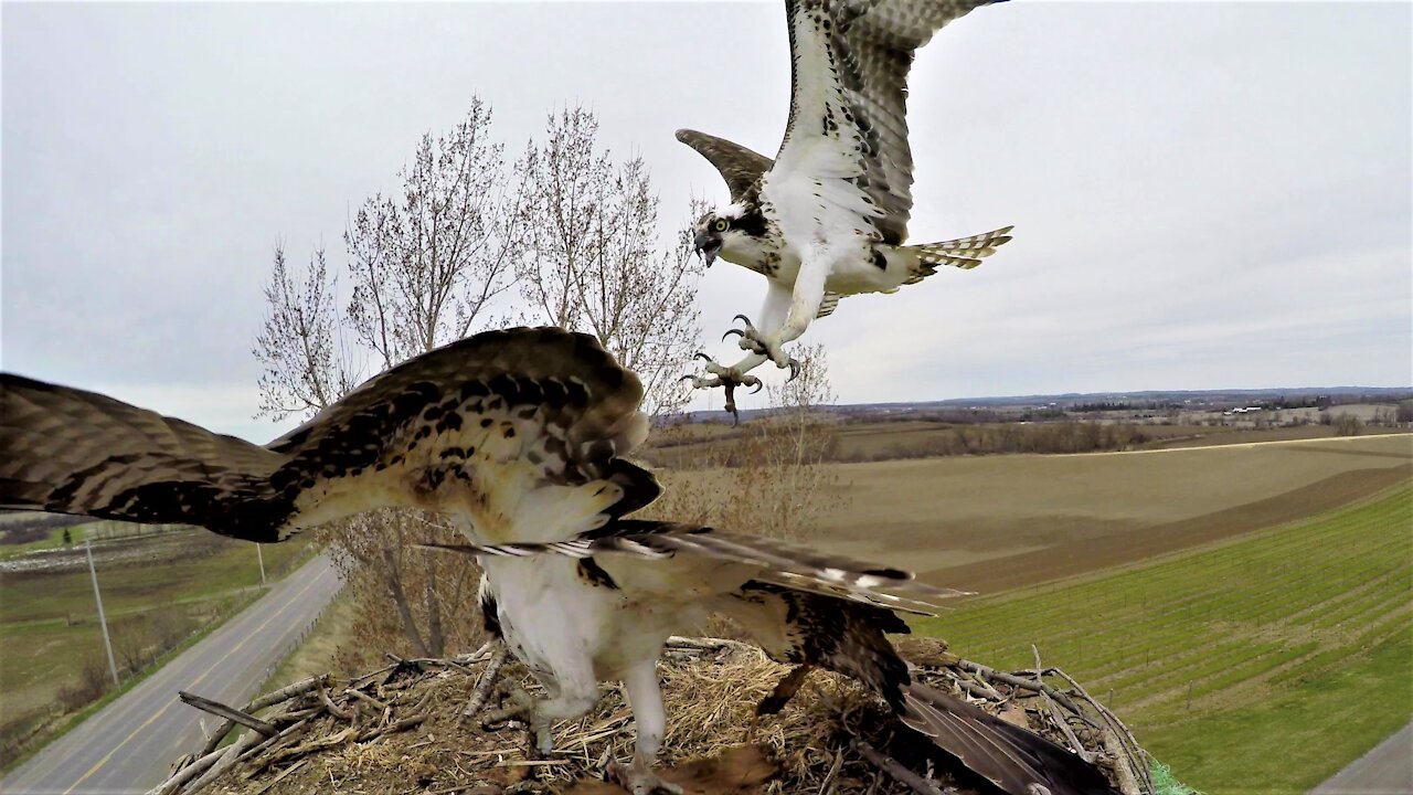 Fish eagles engage in vicious battle for territorial rights