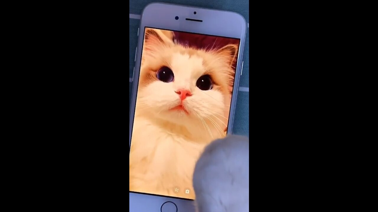 Cute and funny cat video