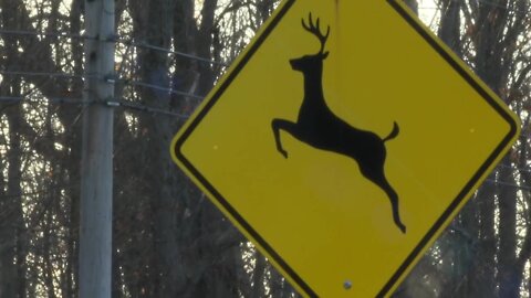 Deer and daylight savings