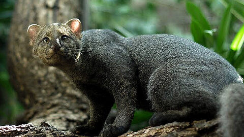 Jaguarundi: The Otter-like Wildcat with a Language of its Own