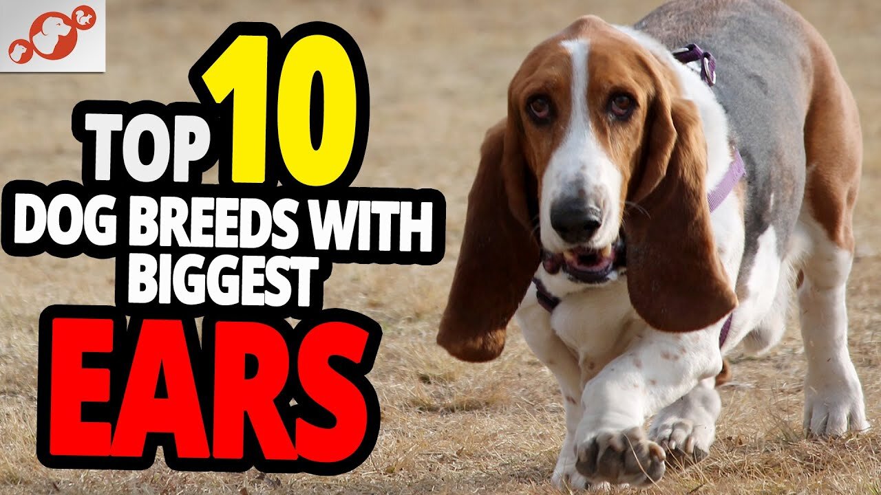 Dogs with the biggest ears - Top 10 dog breeds with the biggest ears in the world!