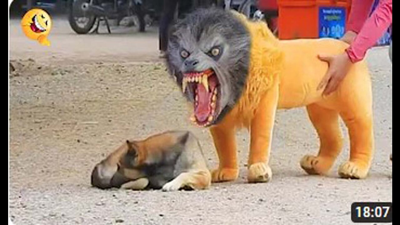Troll Prank Dog Funny & fake Lion and Fake Tiger Prank To dog & Huge Box Prank to dog