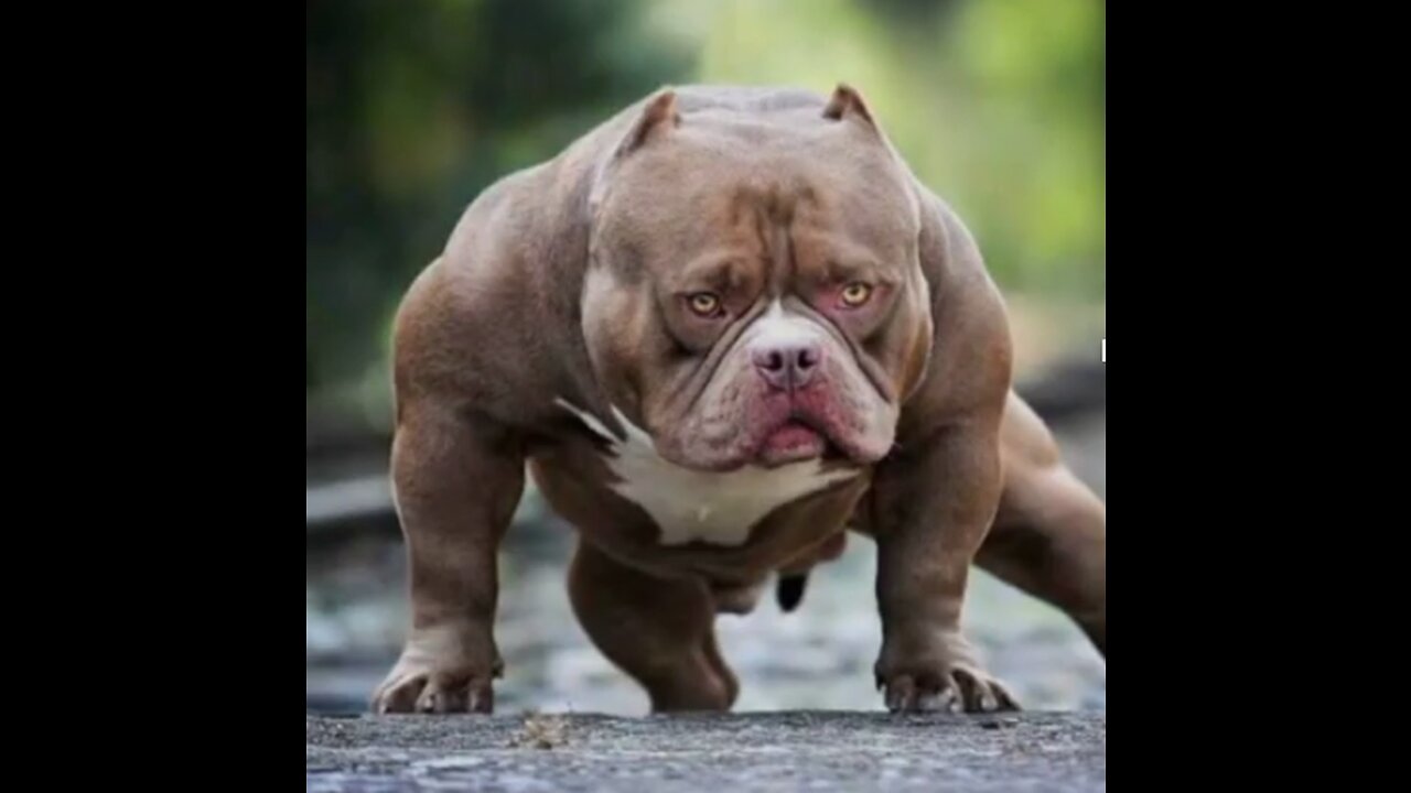 Pitbull dangrouse dog