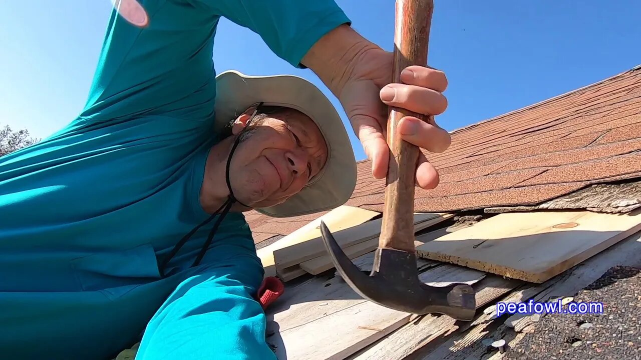 Fixing The Peacock's Roof, Peacock Minute, peafowl.com