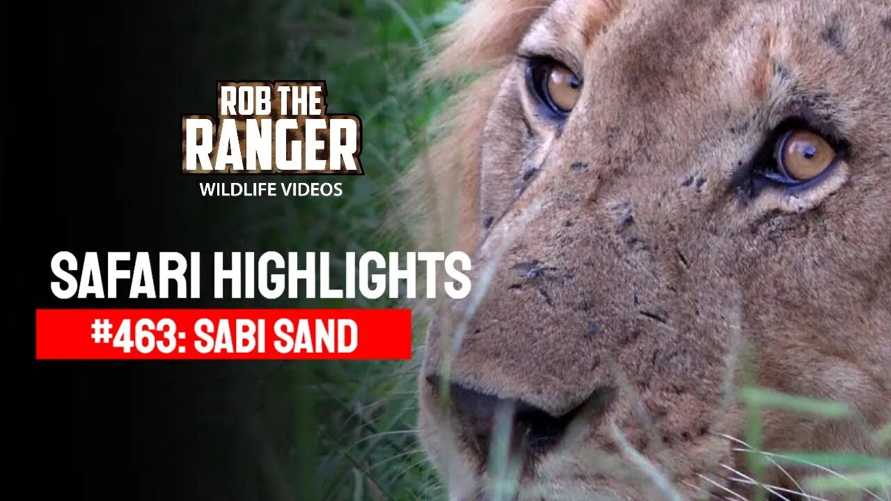 Safari Highlights #463: 13 - 17 March 2017 | Sabi Sand Nature Reserve | Latest Wildlife Sightings