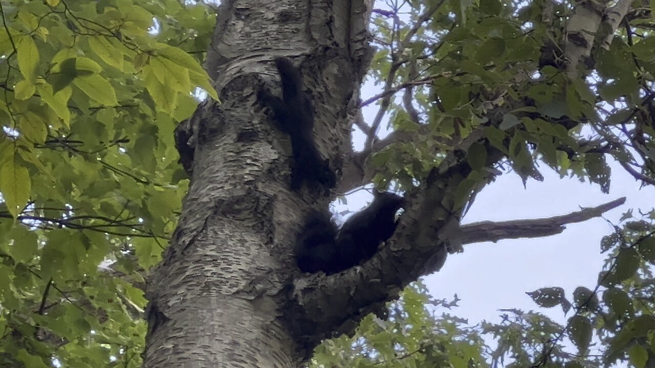 Juvenile Black Squirrels