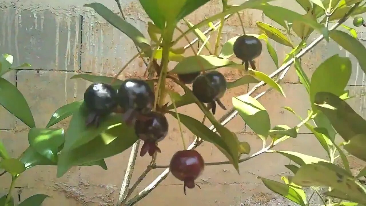 grumixama (eugenia brasiliensis) produzindo em vaso colheita e degustação fruta nativa do Brasil