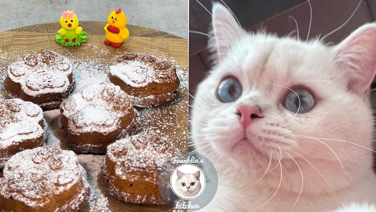 Yummy! Cat makes sweet biscuits like a paws 🍪🐾