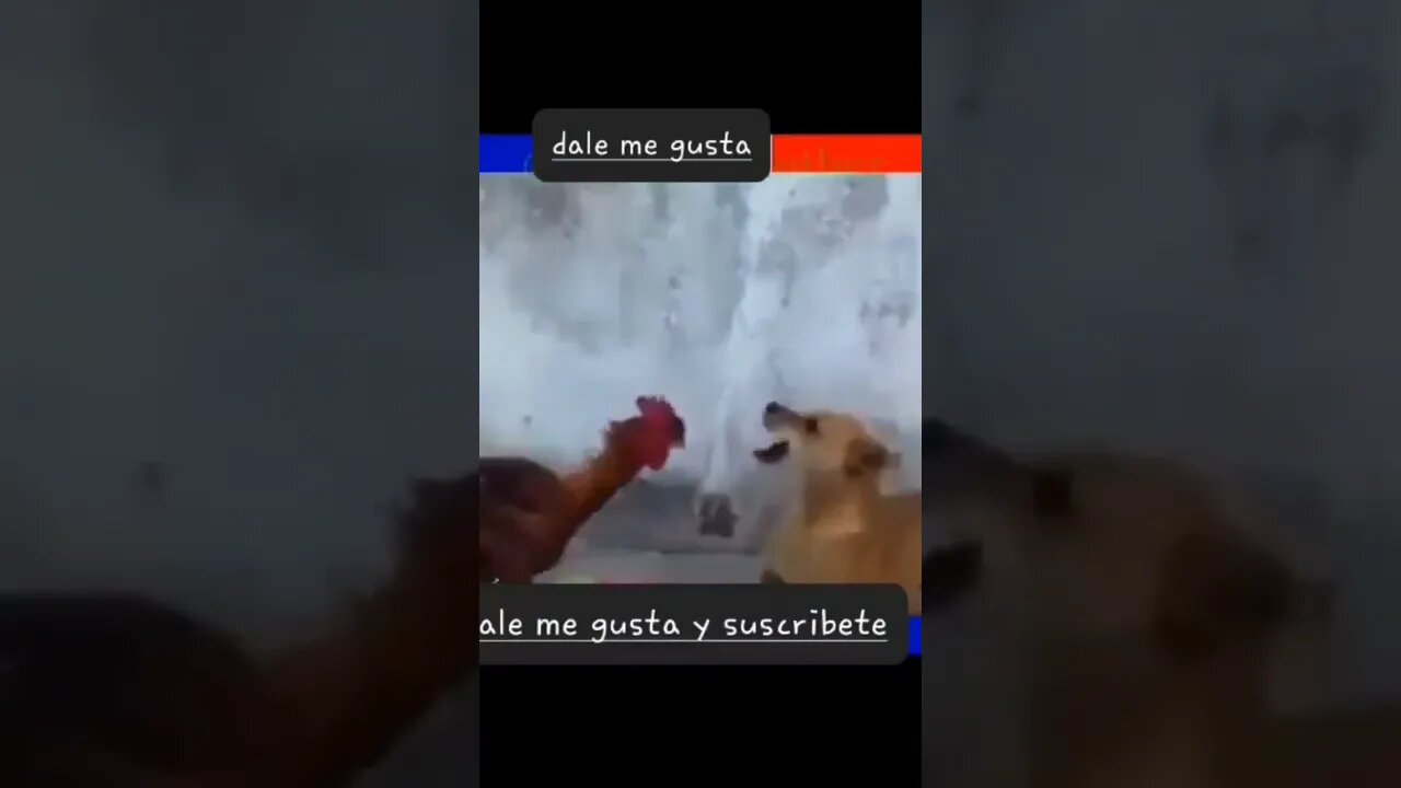 videos de risa perro vs gallo