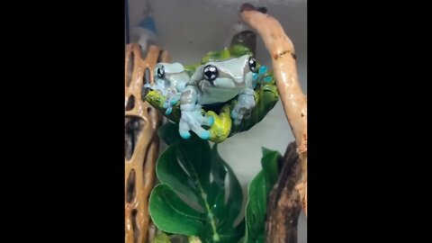 Amazon Milk Frog