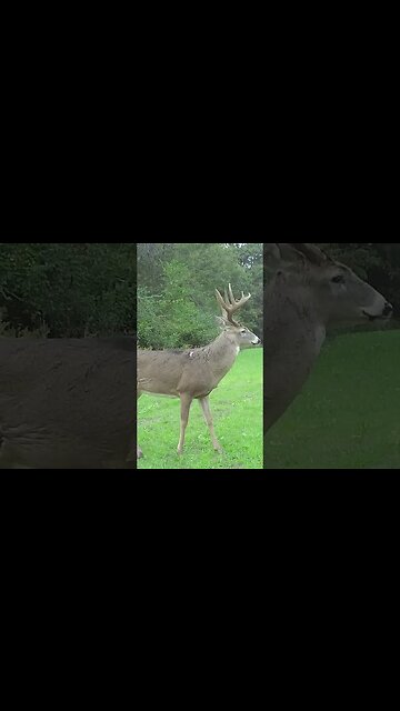 How old do you think he is?🦌 #deer #deerhunting #deermanagement