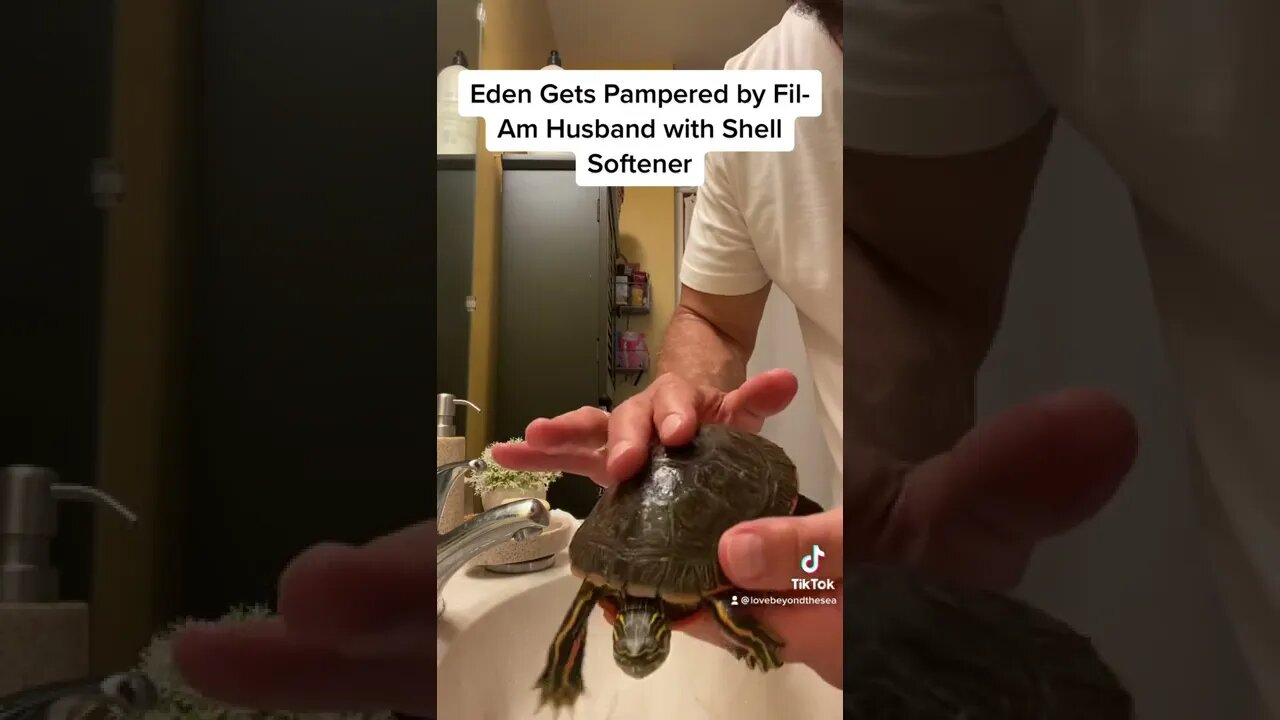Fil-Am Family Pet Turtle Eden Gets Shell Moisturizer