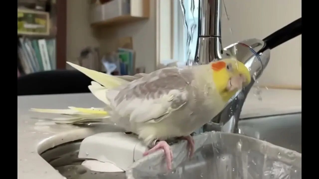 Hydrophobic Bird