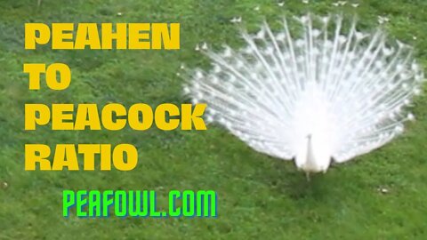 Peahens To Peacock Ratio, Peacock Minute, peafowl.com