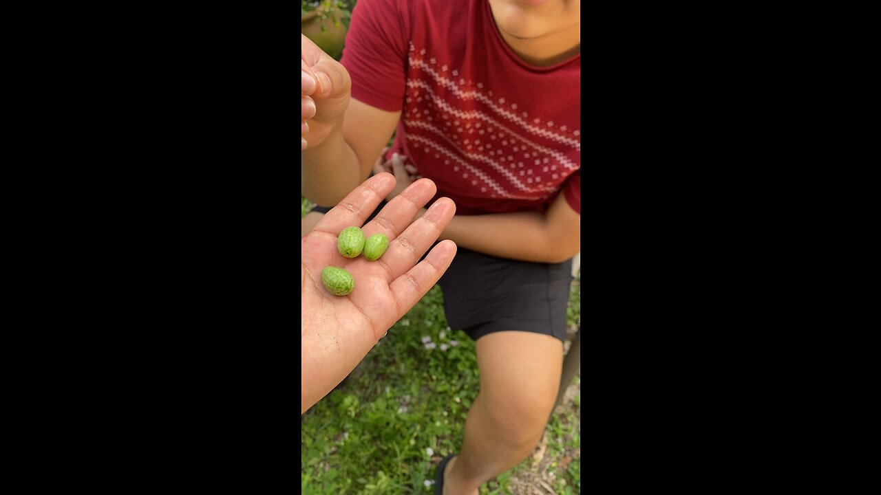 Fruit
