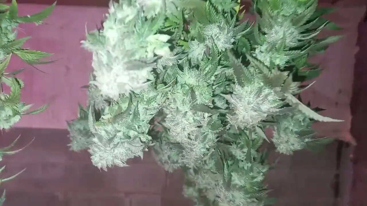 Scottiface OG F2 Cannabis Plant Harvest