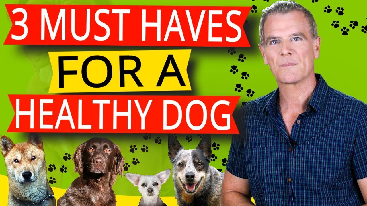 HOW TO KEEP YOUR DOG HEALTHY NATURALLY (3 KEY STEPS TO A HEALTHY DOG)