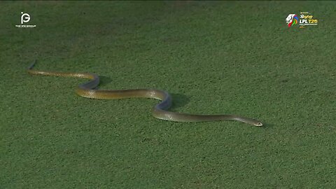 Unexpected Visitor! Snake 🐍 joins LPL Match 2023
