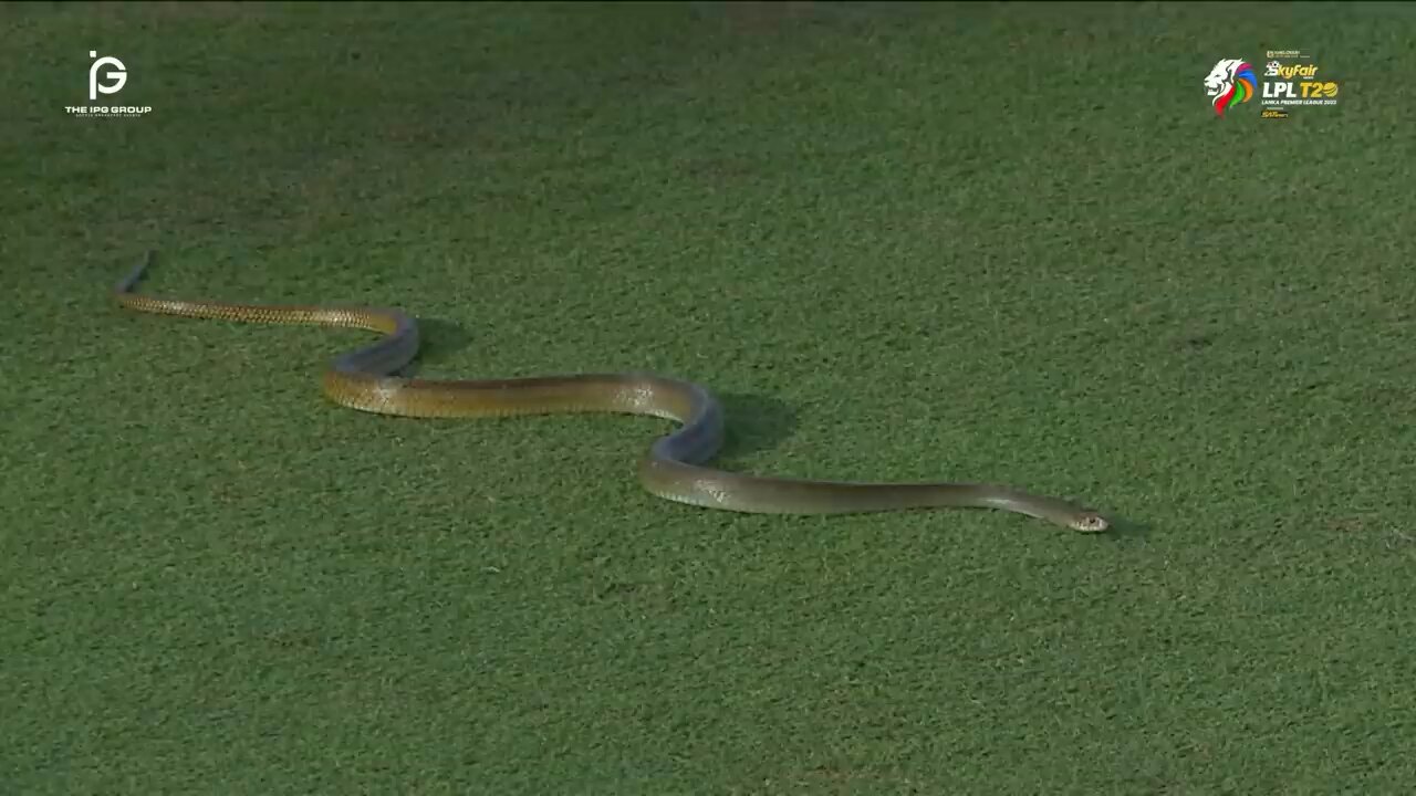 Unexpected Visitor! Snake 🐍 joins LPL Match 2023