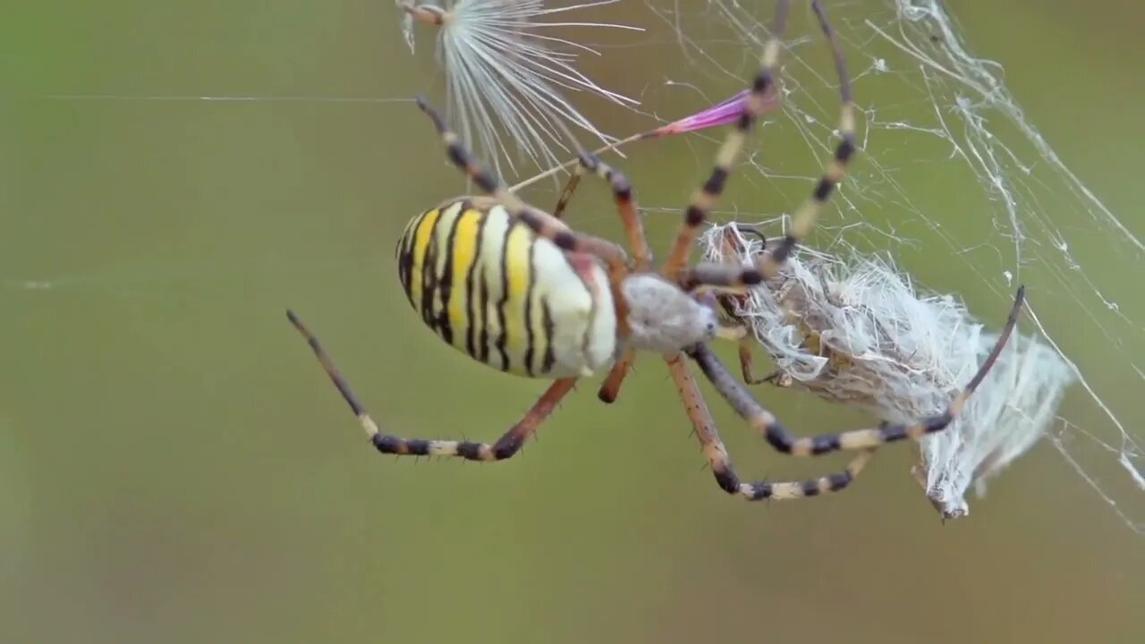 spider crawling to his victim