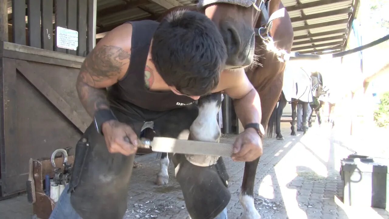 Pony Pedicure: A visit from the Pope