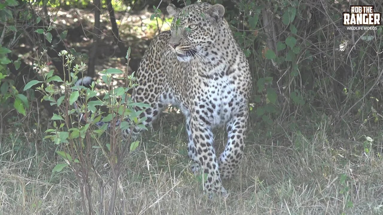 The Leopard Queen Of Kaboso Hide And Seek | Maasai Mara Safari | Zebra Plains