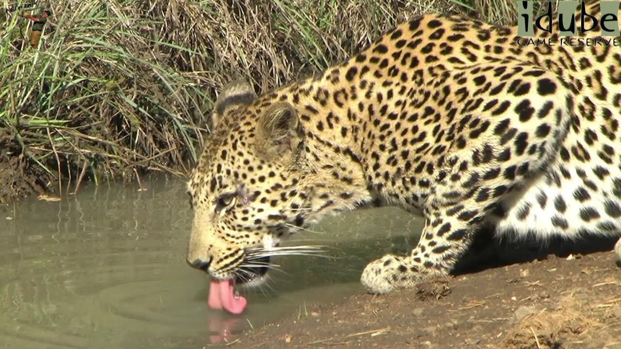 Thirsty Leopard