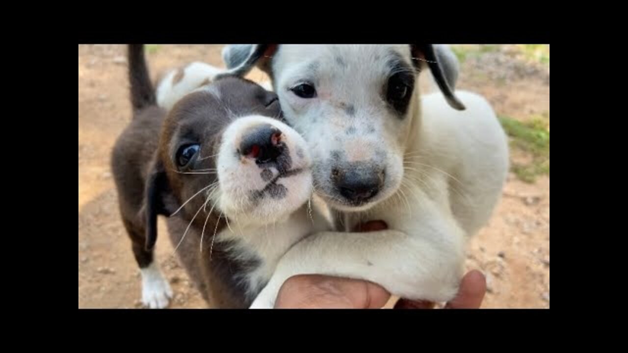 White puppy and her siblings are so hungry they gathered around me to ask for food