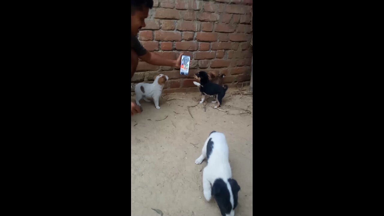 gogs beby ##🐕🐕🐕🤣🤣🤣