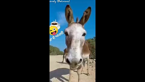 Donkey 🐴 funny video