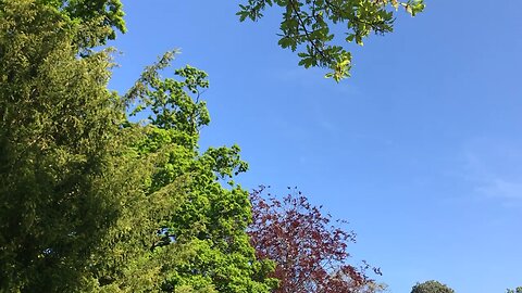 Next to Vaccination Centre lots of loud crows 🧐🏴󠁧󠁢󠁷󠁬󠁳󠁿💉🌈
