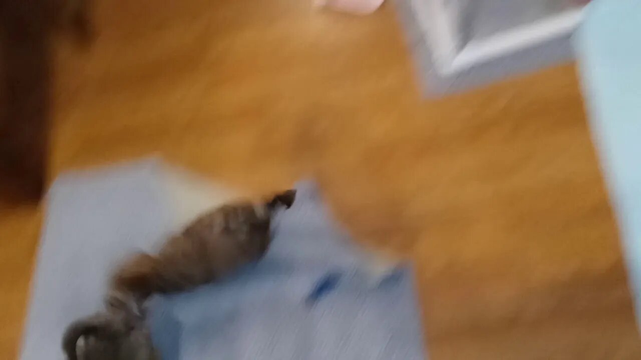 j Litter - Inside Playtime(2)